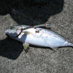 雑賀崎一文字でルアーフィッシング