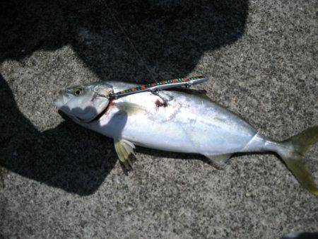 雑賀崎一文字でルアーフィッシング