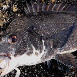 甲子園浜　デイゲーム　シーバス×チヌ