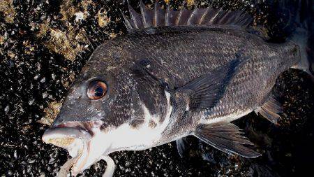 甲子園浜　デイゲーム　シーバス×チヌ
