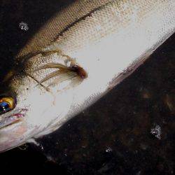 甲子園浜　デイゲーム　シーバス×キビレ