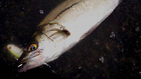 甲子園浜　デイゲーム　シーバス×キビレ