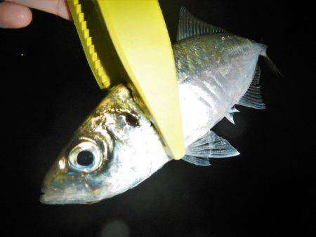 調子出てきました