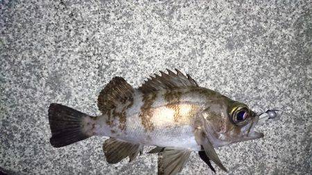 初めてのポイント