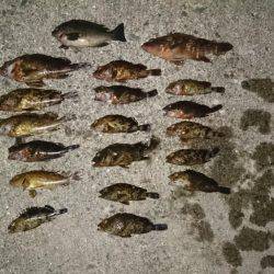 ガシラ&アコウ&グレ