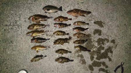 ガシラ&アコウ&グレ