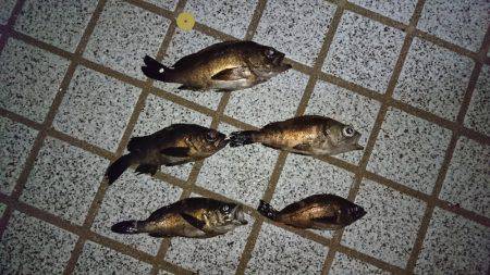 仕事が早く終わったので、ついつい。