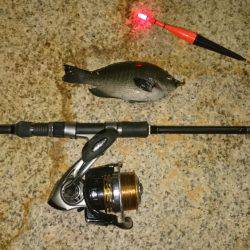 ガシラ&グレ虐待