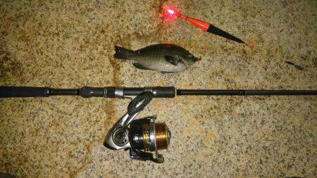 ガシラ&グレ虐待