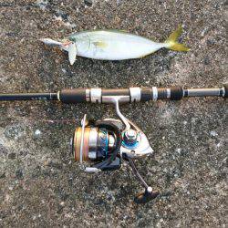 シーバス&ツバス