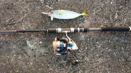 シーバス&ツバス