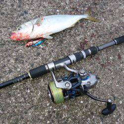 ツバス,シーバス入れ食い