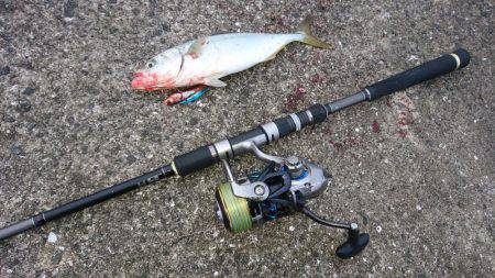 ツバス,シーバス入れ食い