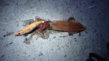 ケンサキエギング