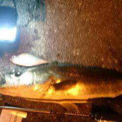 今月アジングデビューした初心者です アジと思わぬ外道です