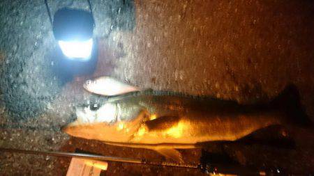 今月アジングデビューした初心者です アジと思わぬ外道です