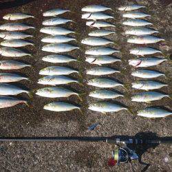 ツバス激釣&シーバス