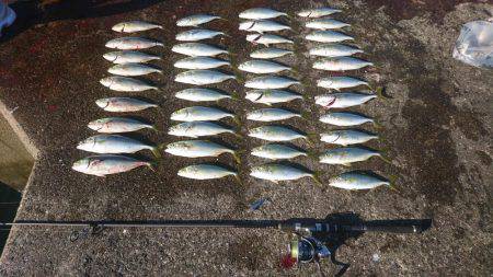 ツバス激釣&シーバス