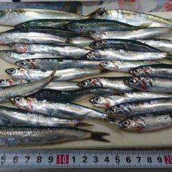 イワシの刺身が食べたくて