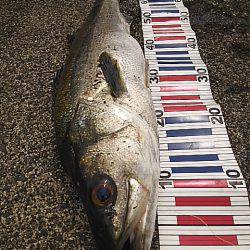 スズキケンサキ