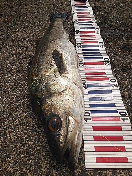 スズキケンサキ