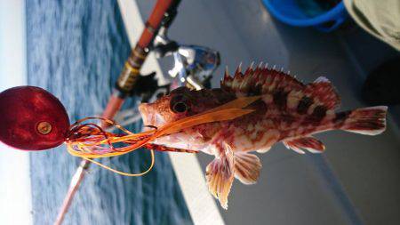 明石鯛爆釣⁉️