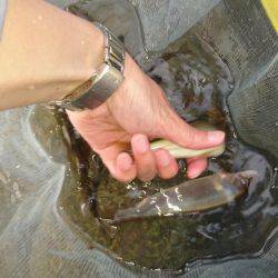 今年初の鮎釣り