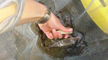 今年初の鮎釣り