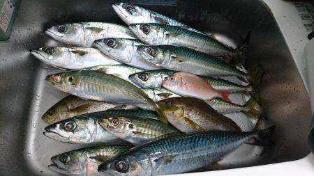 梅雨の晴れ間に