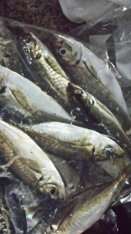 5日ぶりのアジング