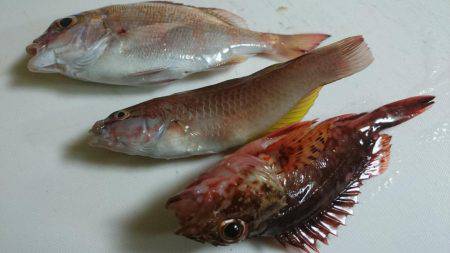 アコウを含む五目達成