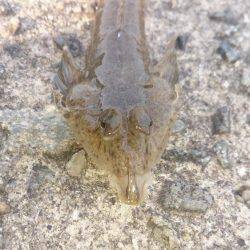 接岸してきてる！？