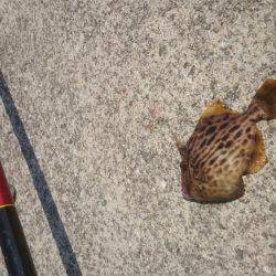 炬口でいろんな種類が釣れてます。