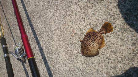 炬口でいろんな種類が釣れてます。