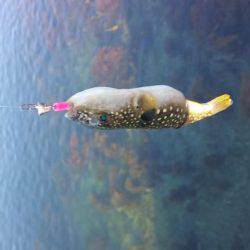 ジギングのはずが、、、