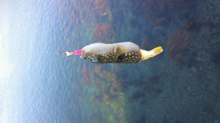 ジギングのはずが、、、