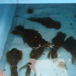 ボートエギング