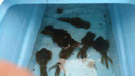 ボートエギング