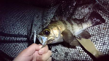 メバリング 自己最高記録