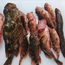 胴付きでちょい投げ