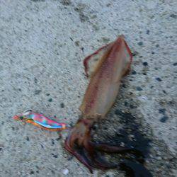 ケンサキイカ リベンジ