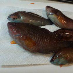 エギング撃沈、胴突きオカズ