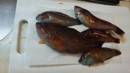 エギング撃沈、胴突きオカズ