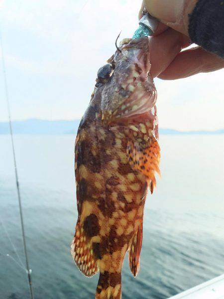 魚の活性は低かった