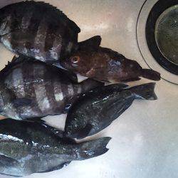 青物まだかな～