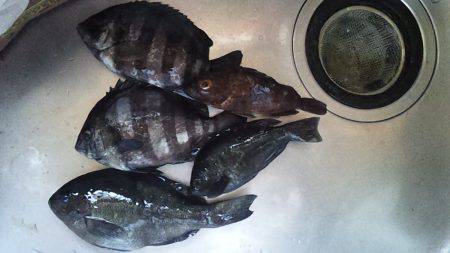 青物まだかな～