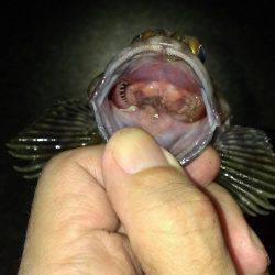 ガシラ保険は安全確実