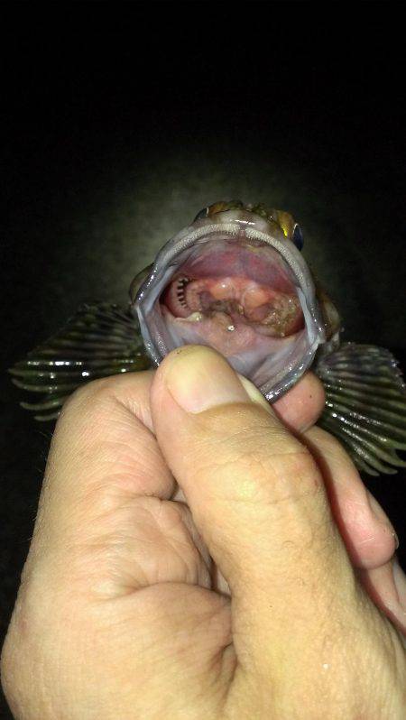 ガシラ保険は安全確実