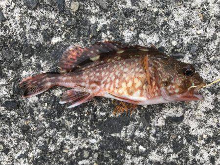 食いが渋かった