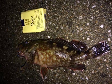 メバル調査の予定でしたが